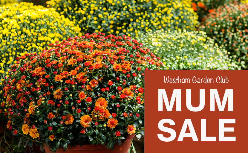 WGC Fall Mum SALE 2023 Old Westham Civic Association
